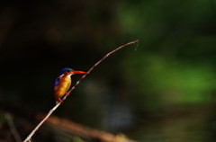 Malachite Kingfisher