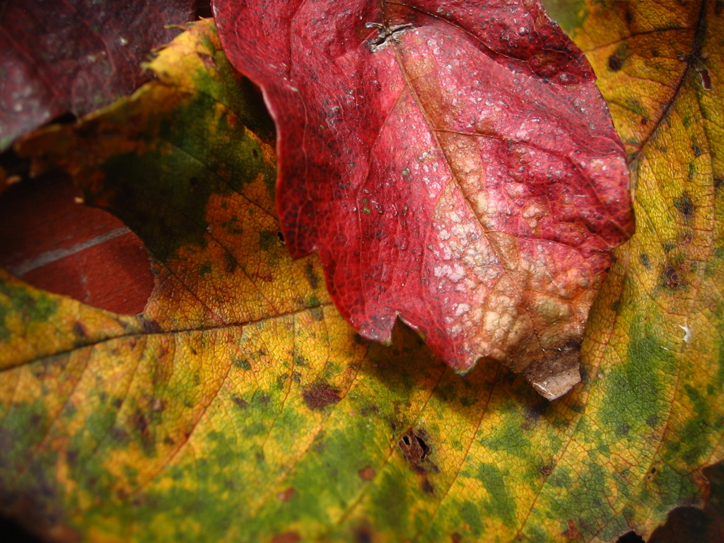 A fusion and disappearance