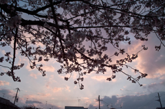 夕焼け空と桜