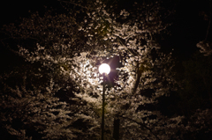 夜桜