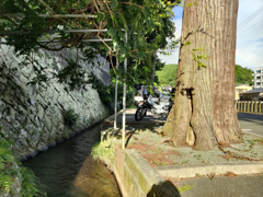 擬態するカブIMG20250725171810_
