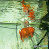 金魚DSC_1068