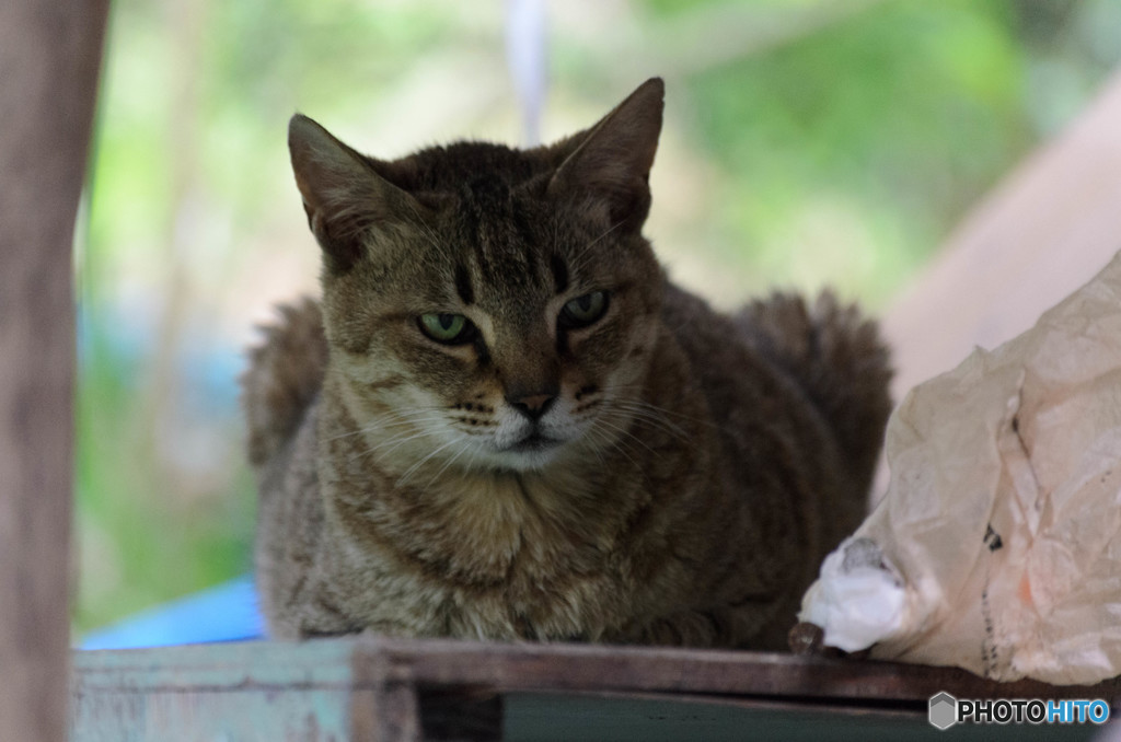 猫 Cat DSC_0921