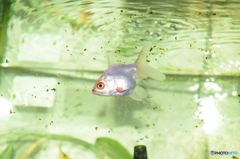 金魚DSC_1071