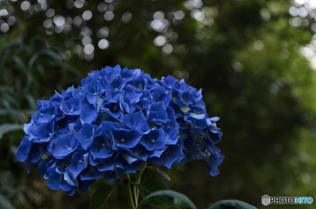 アジサイ DSC_0700