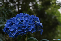 アジサイ DSC_0700