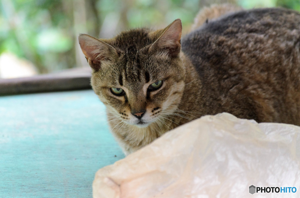 猫 Cat DSC_0915