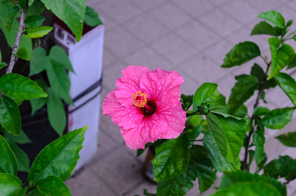 DSC_0011