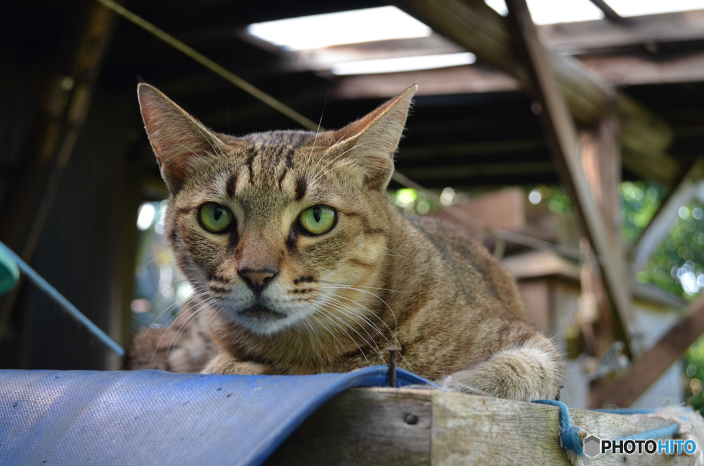 猫 Cat DSC_0609