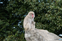 上野動物園 猿