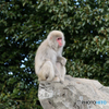上野動物園 猿