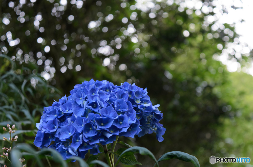 アジサイ DSC_0718