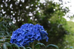 アジサイ DSC_0718