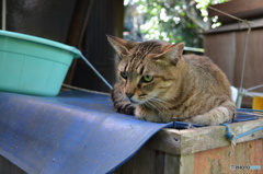 猫 Cat DSC_0605