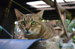 猫 Cat Green Eye DSC_0609