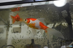 金魚 DSC_0553