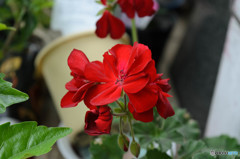 花 DSC_0631