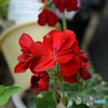 花 DSC_0631