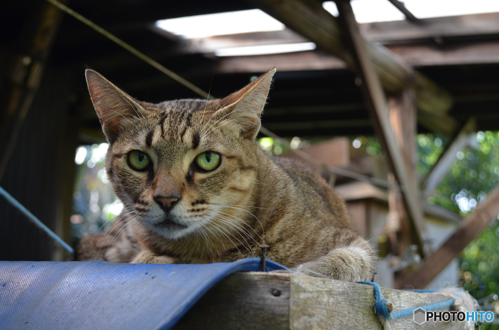 猫 Cat DSC_0608