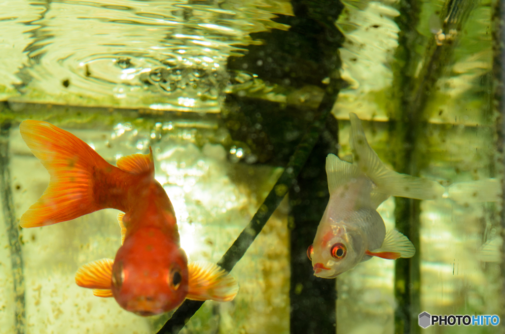 金魚DSC_1048