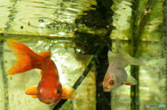 金魚DSC_1048