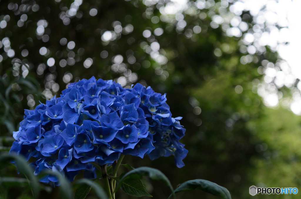 アジサイ DSC_0708