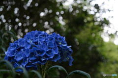 アジサイ DSC_0708