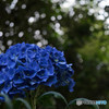 アジサイ DSC_0708