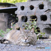 猫 Cat DSC_0670
