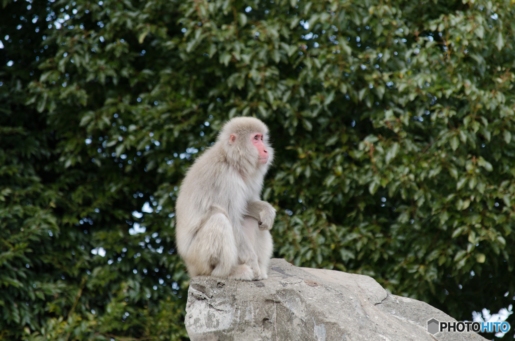 上野動物園 猿