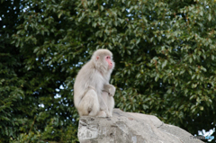 上野動物園 猿