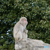 上野動物園 猿