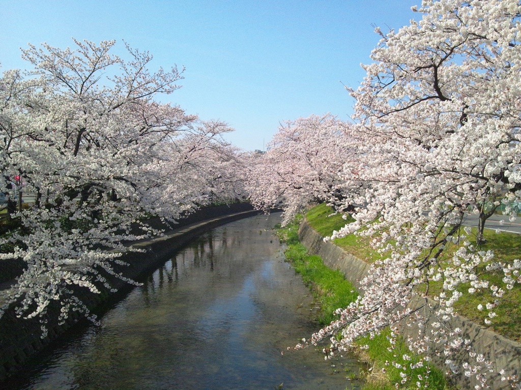 桜の五条川　（９）