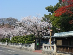 桜の国府宮神社　（２）
