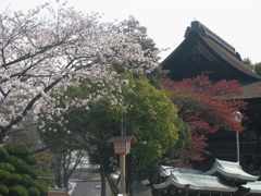 桜の国府宮神社　（６）