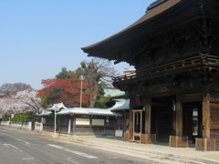 桜の国府宮神社　（３）