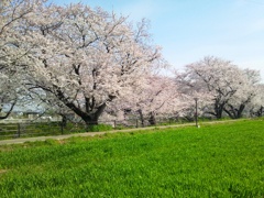 桜の五条川　（３）