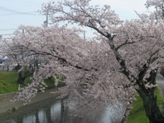 桜の堀尾跡公園　（６）