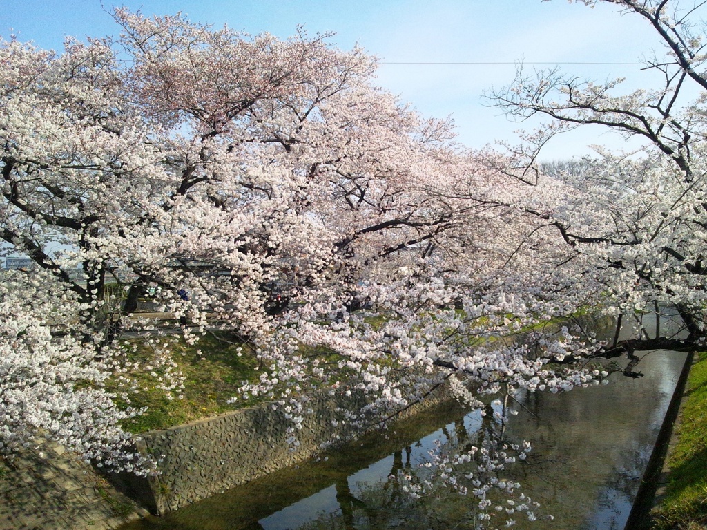 桜の五条川　（５）