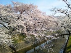 桜の五条川　（５）