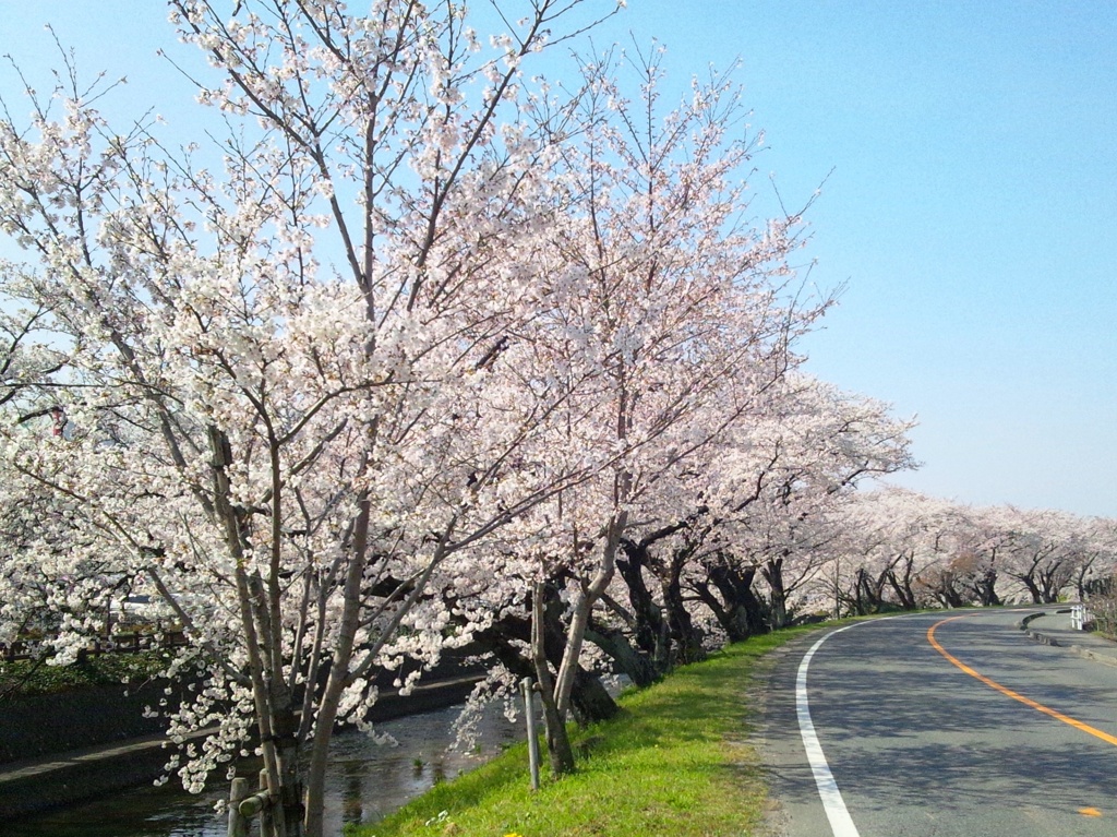 桜の五条川　（１）