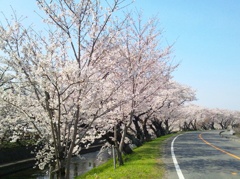 桜の五条川　（１）