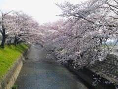 桜の五条川　（２）