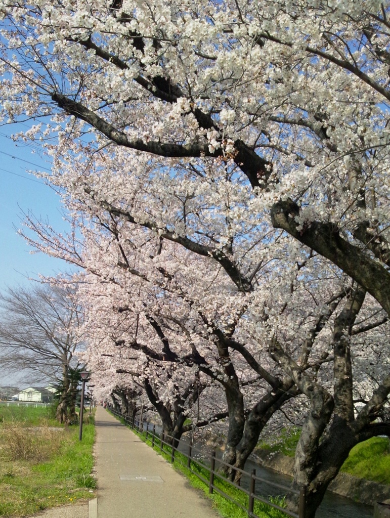 桜の五条川　（４）