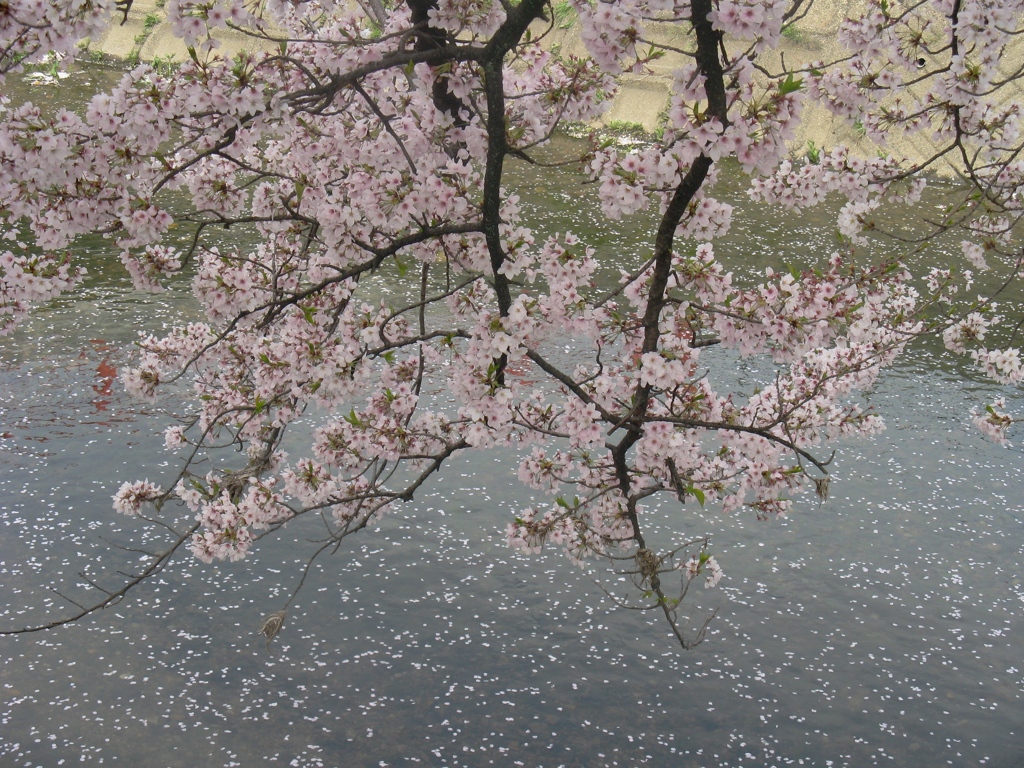 桜の堀尾跡公園　（７）