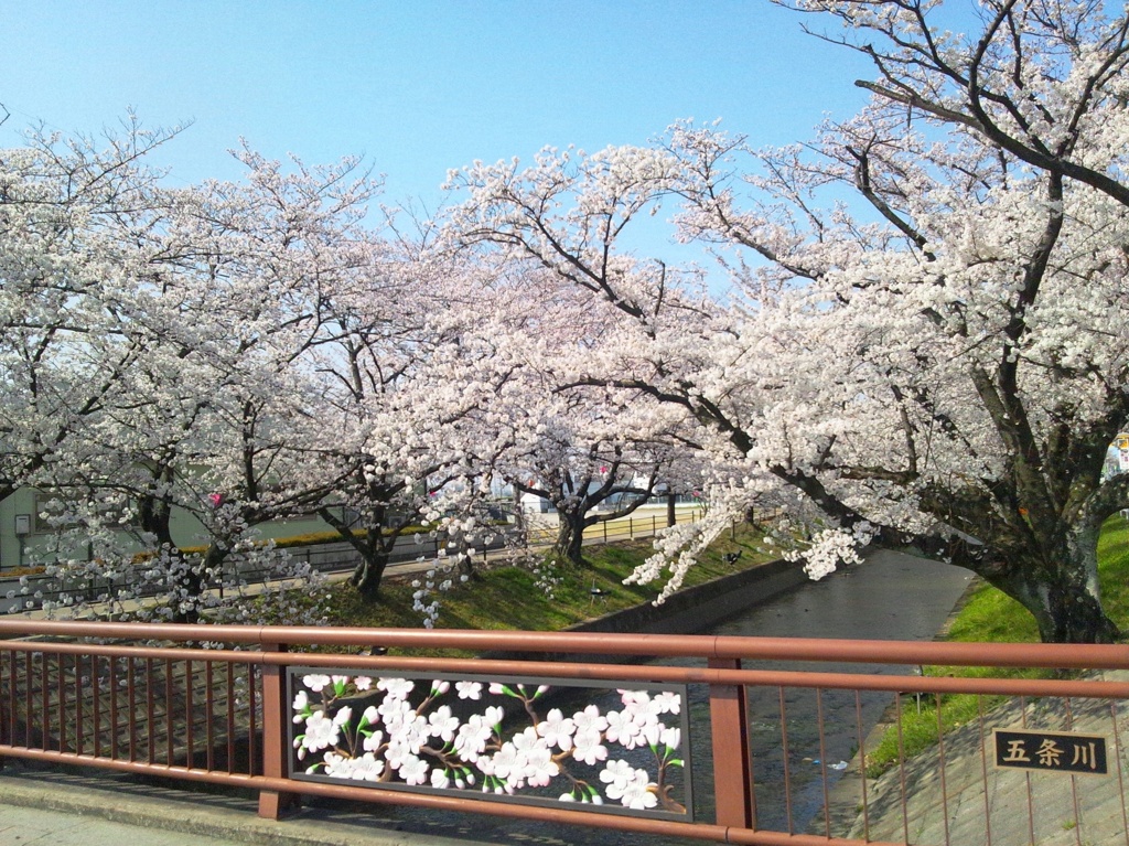 桜の五条川　（８）