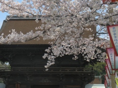 桜の国府宮神社　（７）