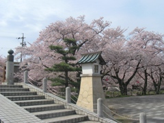 桜の堀尾跡公園　（３）