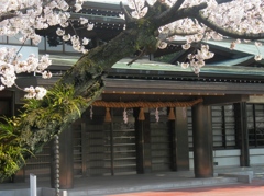桜の国府宮神社　（５）