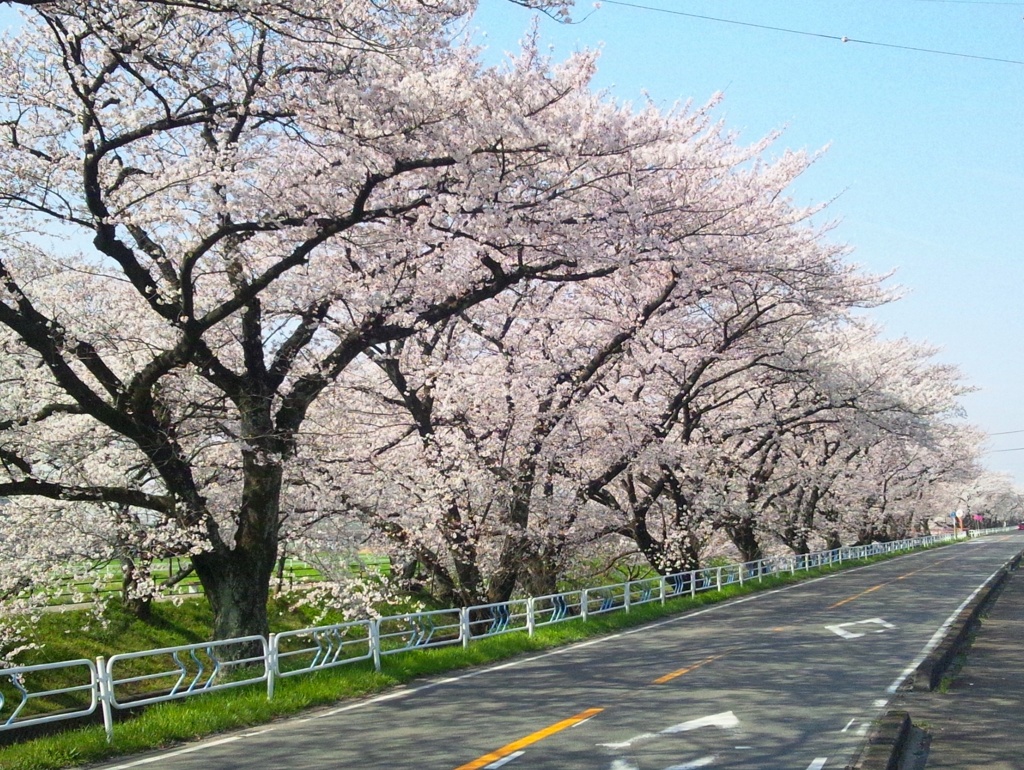 桜の五条川　（７）